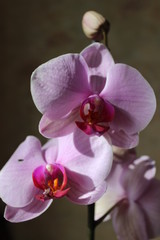 Obraz na płótnie Canvas Pink phalaenopsis flowers on background for smile