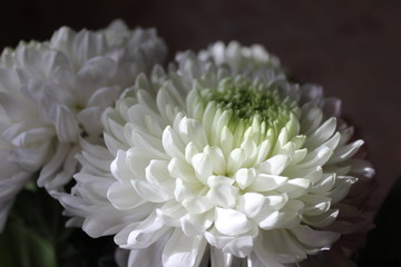 white chrysanthemum  flowers on a black background, macro of white petals texture