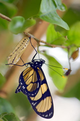 Black and yellow  butterfly coming out of the cocoon