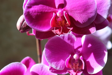 pink orchid on green background for nice day