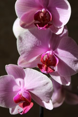 Fototapeta na wymiar pink orchid in sunny mood for nice color