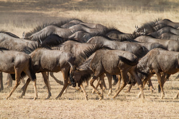 Obraz na płótnie Canvas wildebeest in Kalahari