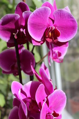 Fototapeta na wymiar Amazing orchid in the garden in purple color