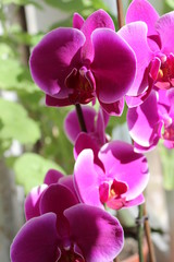 Purple orchid flowers in the garden in sunny day