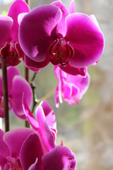 Fototapeta na wymiar Best flower of orchid and phalaenopsis in bright color