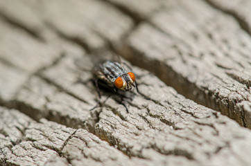 House Fly Up Close 