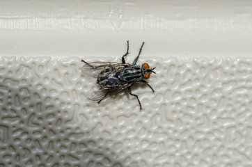 Top View Of House Fly 