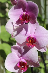 Obraz premium Pink flowers of exotic plant in green background for smile