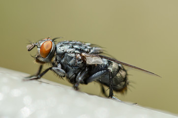 House Fly Up Close 