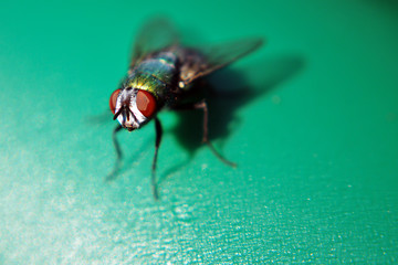 blow fly house fly up close 