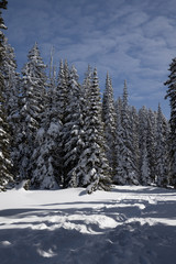 Hike through snow covered trees in forest on blue sky day