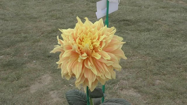 Yellow orange dahlia flower in the wind and flowing with flow of air.