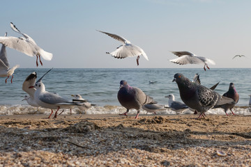 Seagulls and pigeons on the seashore on the beach on a sunny spring day.