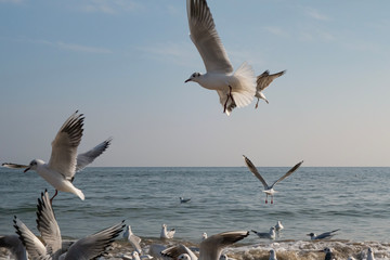 Seagulls and pigeons on the seashore on the beach on a sunny spring day.