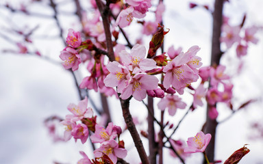 Fototapeta na wymiar Apple tree pink flowers blossom in springtime