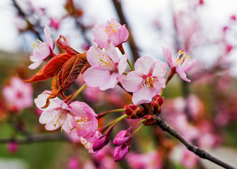 Apple tree blooming in spring