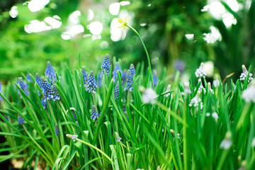 spring flowers with lots of green grass. natural background. muscari armeniacum close-up