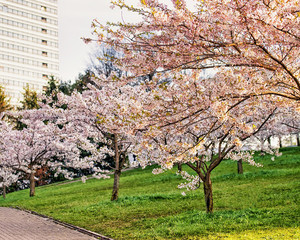 Fototapeta premium Cherry tree or sakura flowers bloom in springtime garden