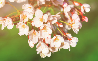 Sakura or cherry tree flowers bloom in spring green spring