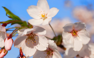 Sakura or cherry tree flowers blossoming in spring blue sky