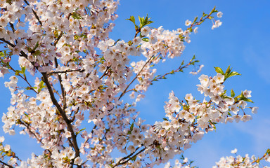 Sakura or cherry tree flowers blooming in spring blue sky