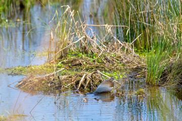Common moorhen searching for food