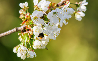 Bee in Sakura cherry tree white flowers bloom in spring