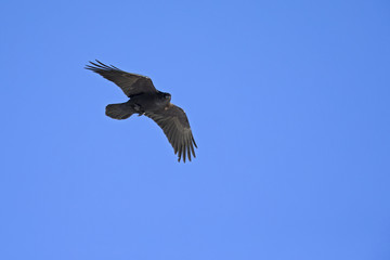A common raven soaring at high altitude in front of a blue sky in the Alps of Switserland