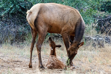 Naklejka na ściany i meble Mother Elk with Young