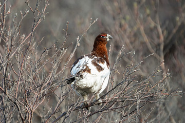 Willow Ptarmigan in Bush