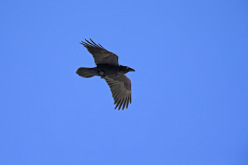 Obraz premium A common raven soaring at high altitude in front of a blue sky in the Alps of Switserland