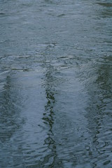 Stille im Wald mit Spiegelung von Bäumen in einem See