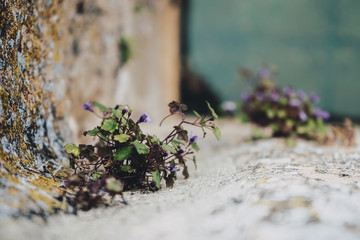 Little plant growthing in a well wall
