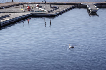 Floating seagull at the harbor of Östersund