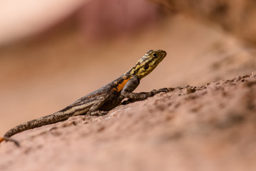 SPECIAL COLORFULL AGAMA NICE PORTRAIT
