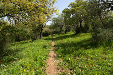 Typical Lower Galilee landscape view