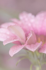 Pink Flower Petals After Rain