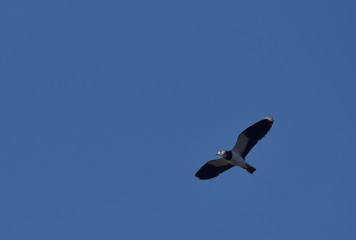 Lapwing ( Vanellus vanellus )