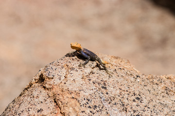 SPECIAL COLORFULL AGAMA NICE PORTRAIT