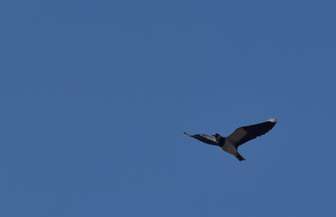 Lapwing ( Vanellus vanellus )