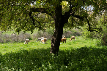 Obraz na płótnie Canvas Cows eat grass in the Lower Galilee