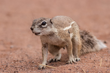squirrel hiding its food in a hole