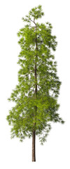 Evergreen tall coniferous pine tree on a white insulating background on high resolution. 3D stock illustration.