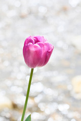 Tulip