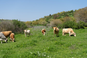 Naklejka na ściany i meble Cows eat grass in the Lower Galilee