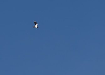 Lapwing ( Vanellus vanellus )