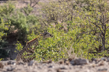 girrafe parent with its child