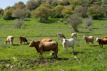 Naklejka na ściany i meble Cows eat grass in the Lower Galilee