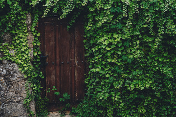 Wooden door covered by an ivy