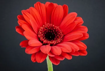 Fototapeten Gerbera Close-up of a bright red gerbera daisy flower isolated on a black background  © @escarlosfx
